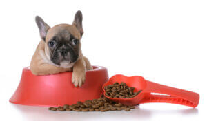 hungry frenchie puppy waiting for food and feeding time