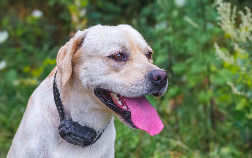 labrador-electronic-collar