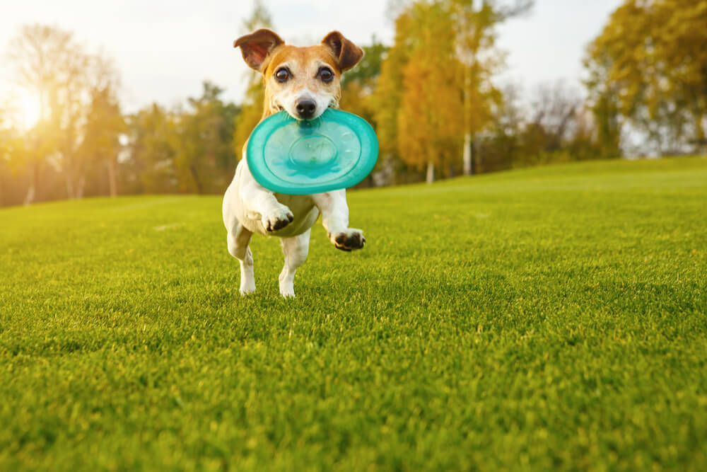 small-dog-at-lawn-with-invisible-dog-fence