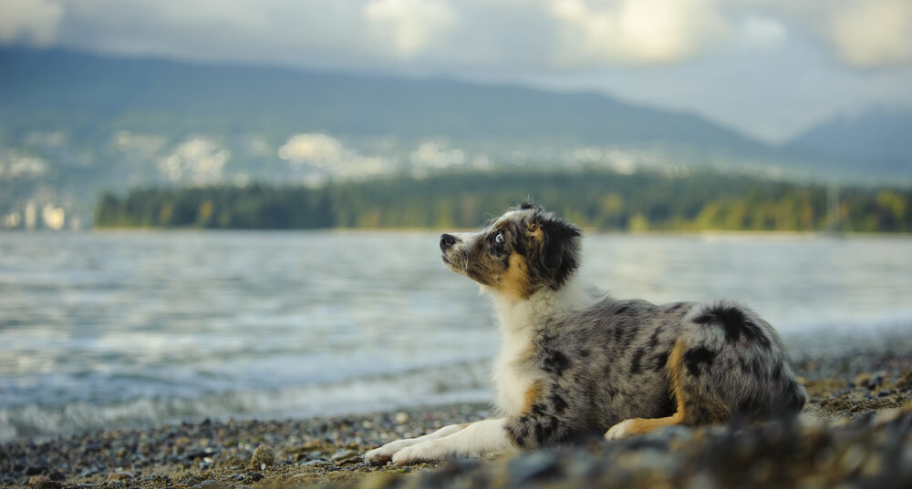 Miniature Australian Shepherd lying on shore