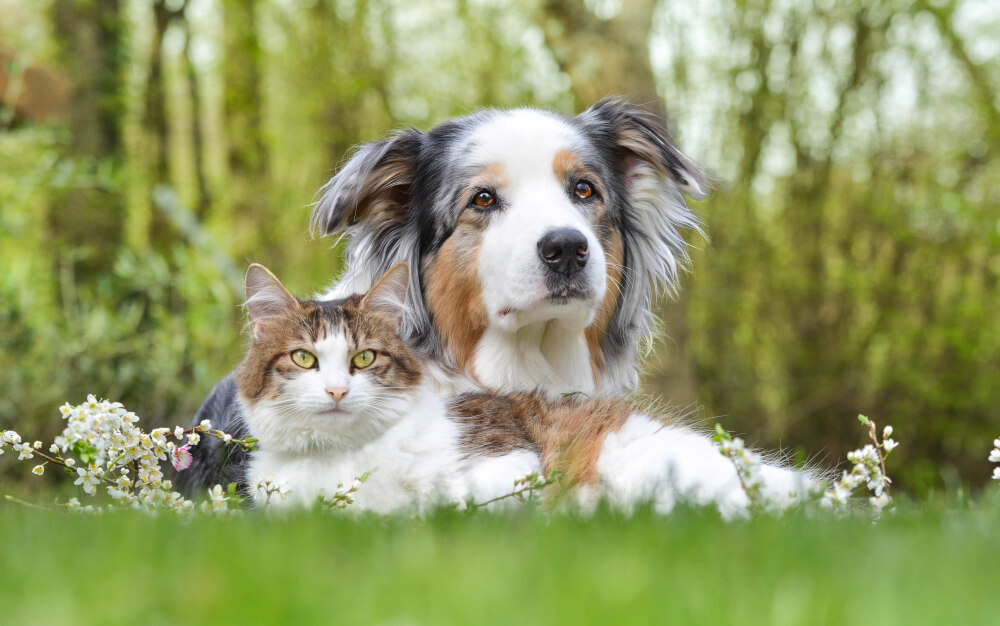 aussie-and-cat-friends