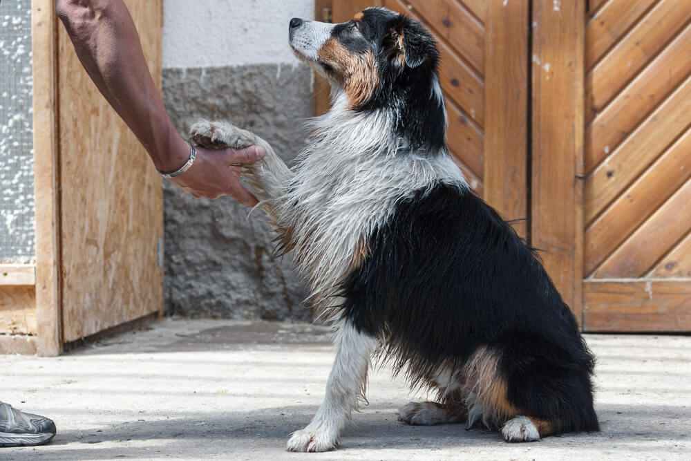 aussie-giving-his-paw