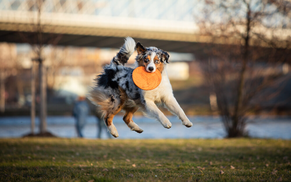 blue-merle-aussie-playing-outside