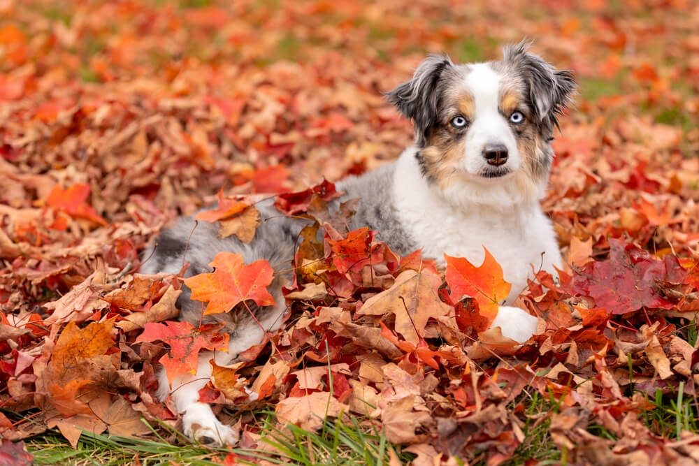 blue-merle-miniature-australian-shepherd