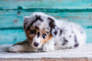 cute-australian-shepherd-cute-blue-eyes