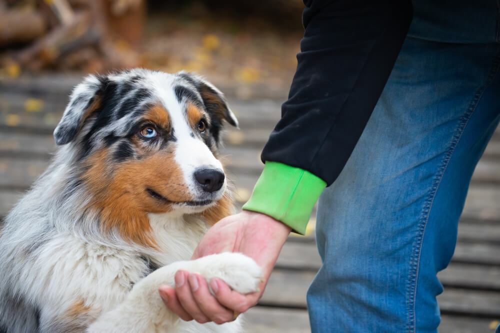 dog-training-australian-shepherd-performs-command