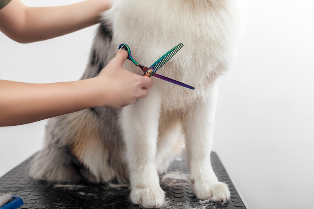 grooming-trimming-australian-shepherd-with-scissors