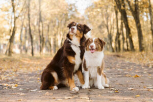 mini aussie and normal size aussie