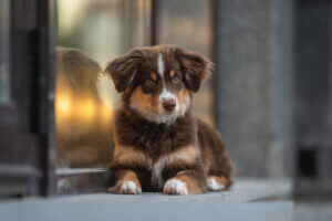 mini-aussie-not-grown