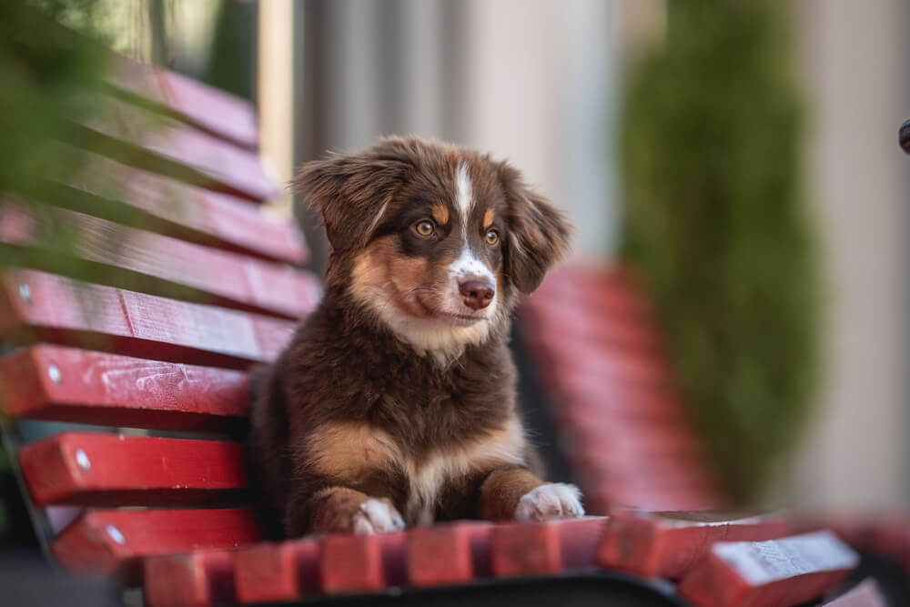 mini-aussie-sitting-and-staring