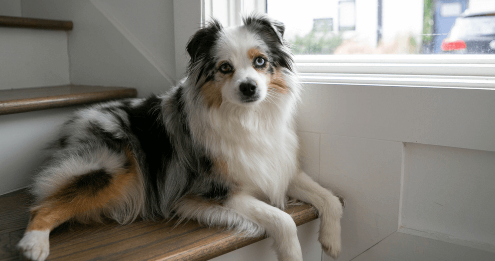 mini-aussie-sitting-and-watching