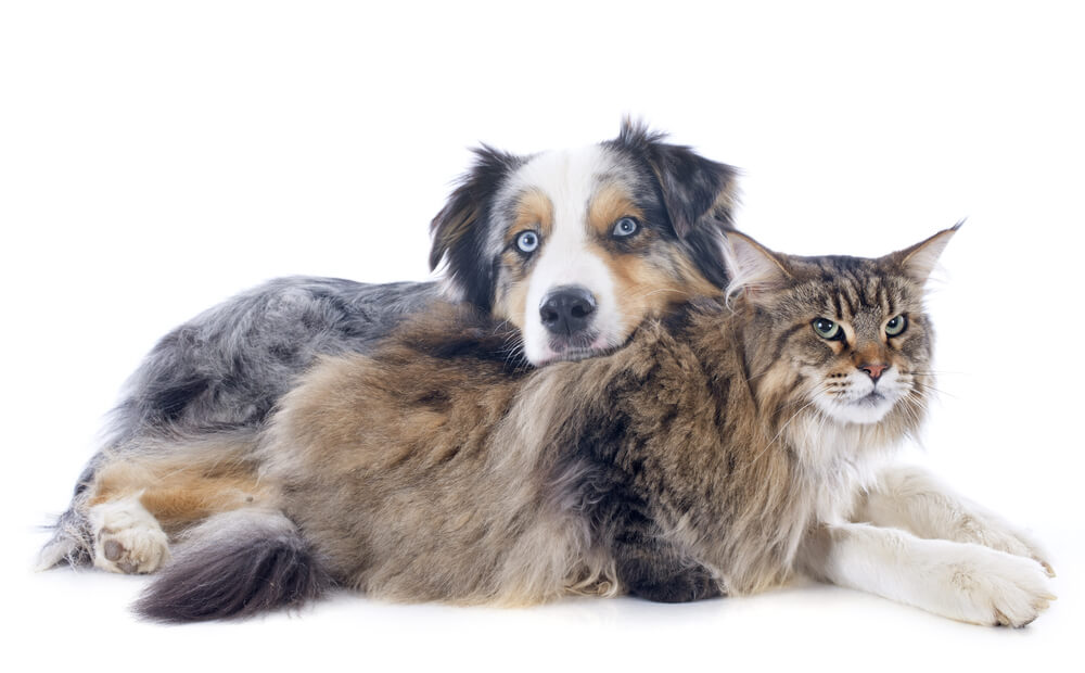 purebred-australian-shepherd-with-a-cat