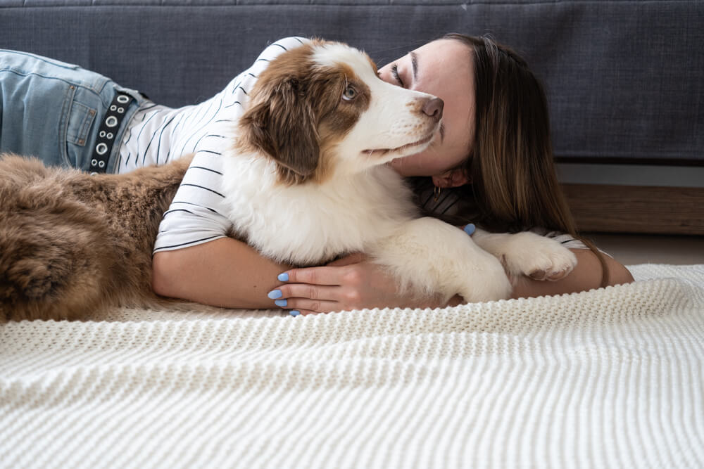 red-three-colours-australian-shepherd-puppy