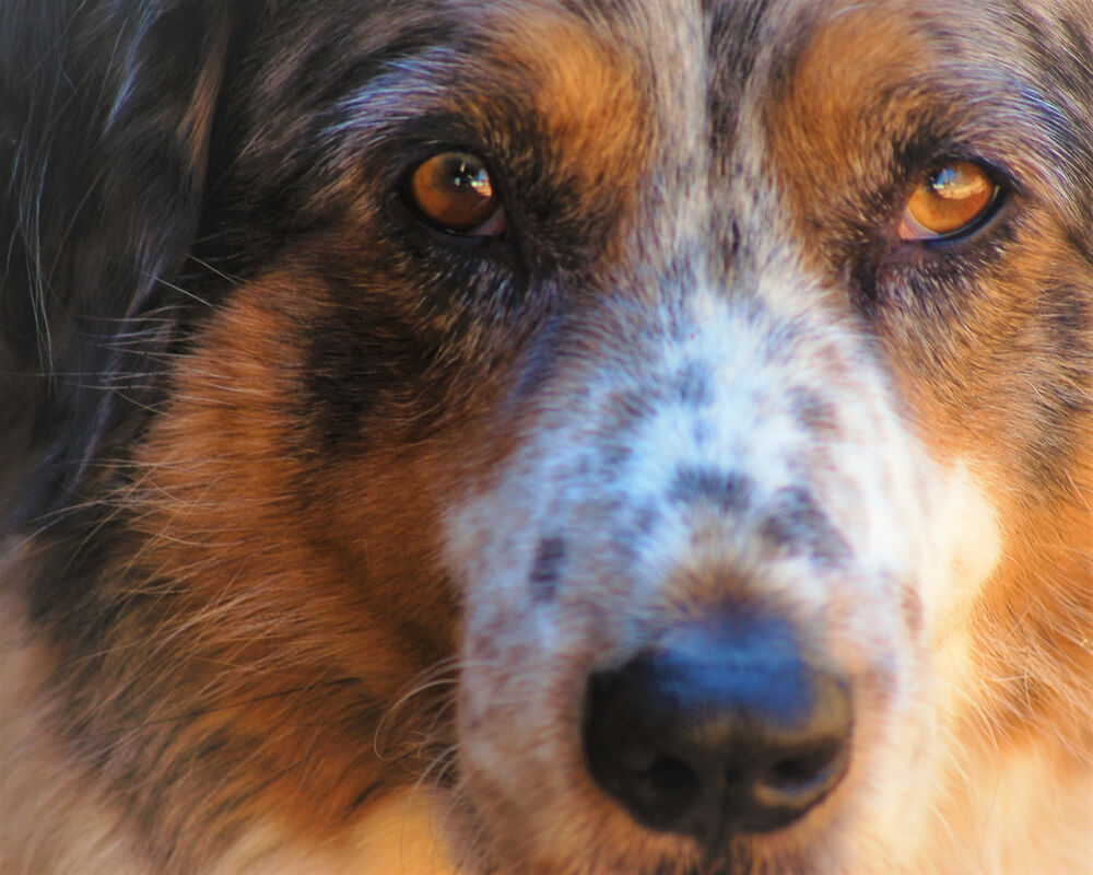 the-great-pyrenees-australian-shepherd-mix