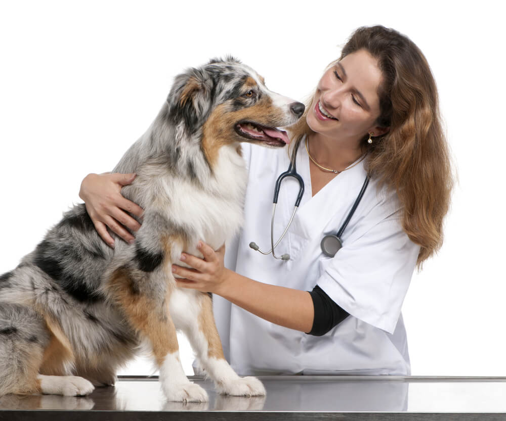 vet-examining-australian-shepherd