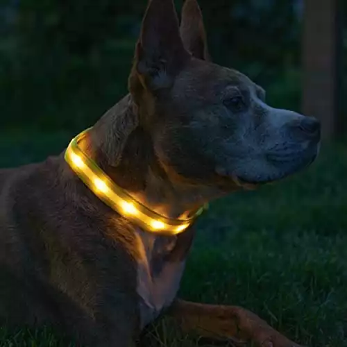 Blazin' Safety LED Collar