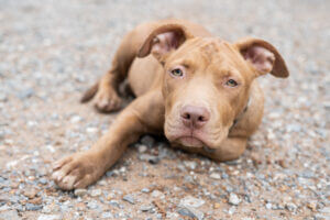 cute-red-nose-pitbull