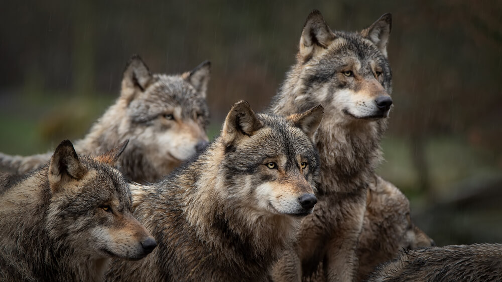 gray-wolf-pack-forest