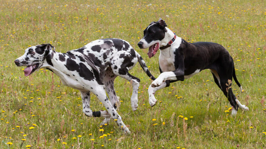 harlequin-and-boston-great-danes-mating