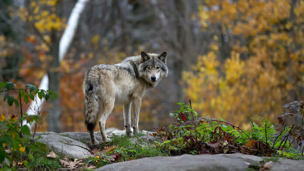 lone-timber-wolf-grey-in-forest