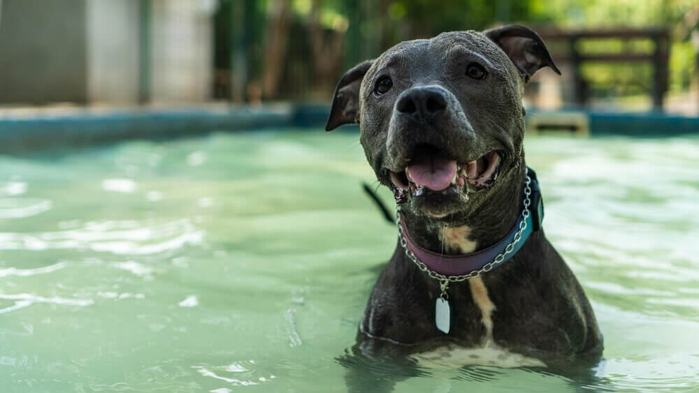 pit-bull-in-a-dog-swimming-pool