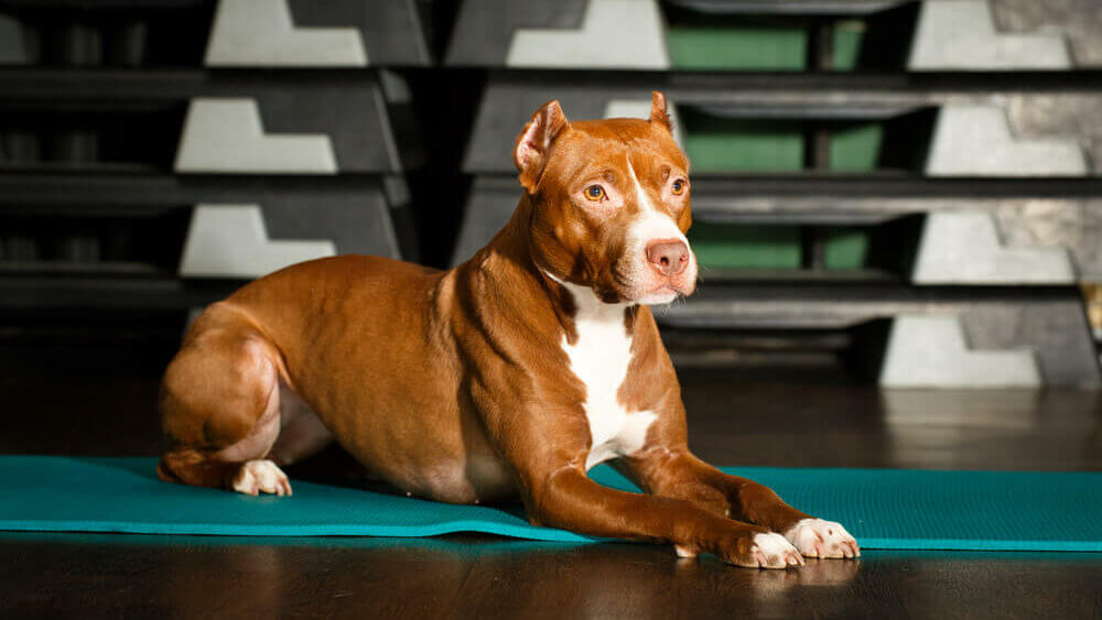 pitbull-exercising-on-a-yoga-mat