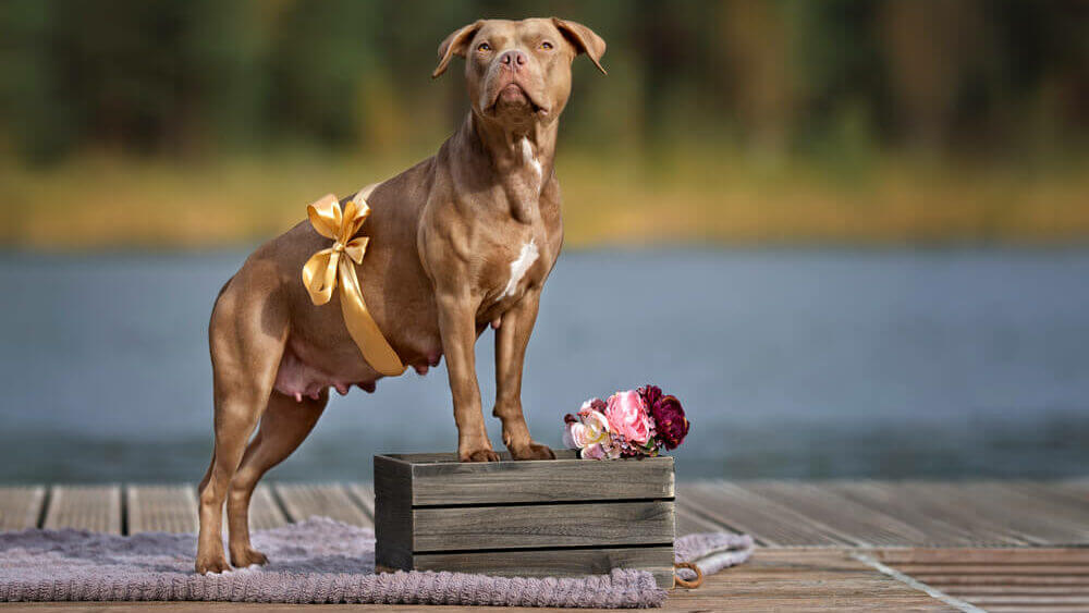 american-pit-bull-terrier-and-her-pregnancy