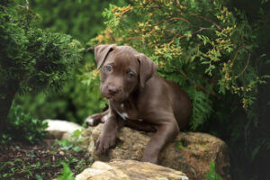 cute-american-pit-bull-terrier-puppy-outdoors