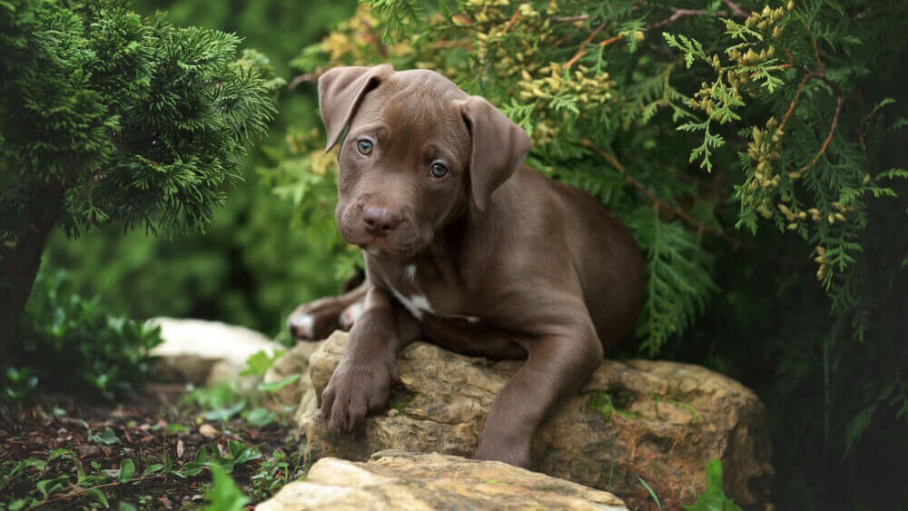 cute-american-pit-bull-terrier-puppy-outdoors