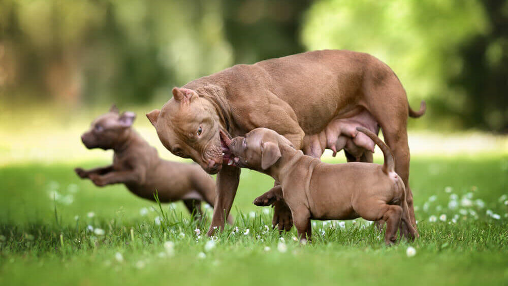 pit-bull-terrier-playing-with-puppies-outside