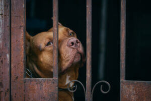 pitbull-dog-behind-rusty-steel-fence