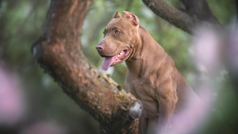 powerful-pit-bull-terrier-with-cropped-ears