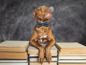 very-smart-pitbull