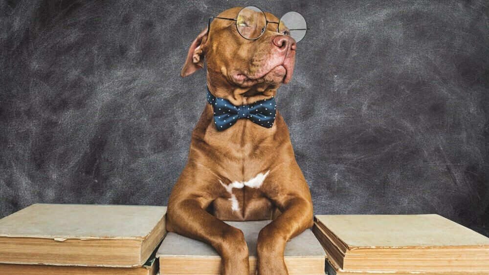 very-smart-pitbull