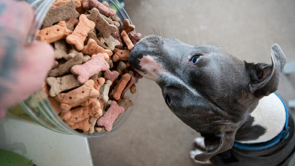 pit-bull-removes-biscuit-treat-bucket