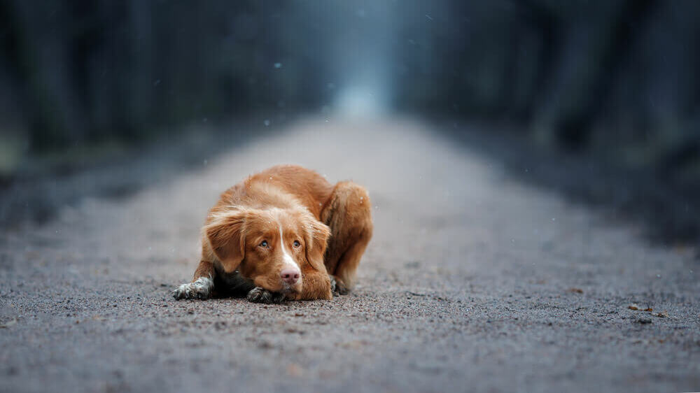 sad-dog-with-arthritis-on-a-street