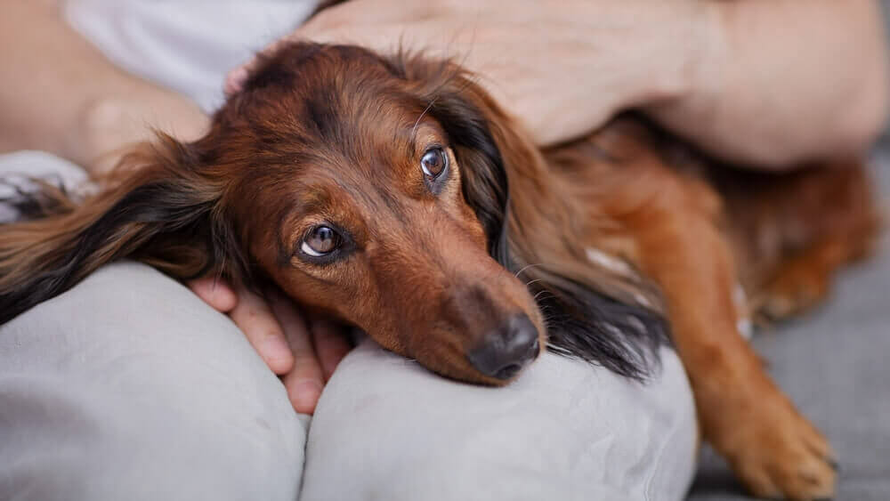 sad-dog-with-kidney-failure