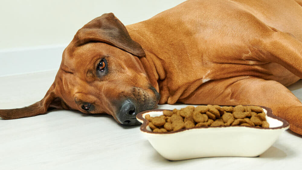 sick-sad-rhodesian-ridgeback-dog-lying-with-brain-tumour