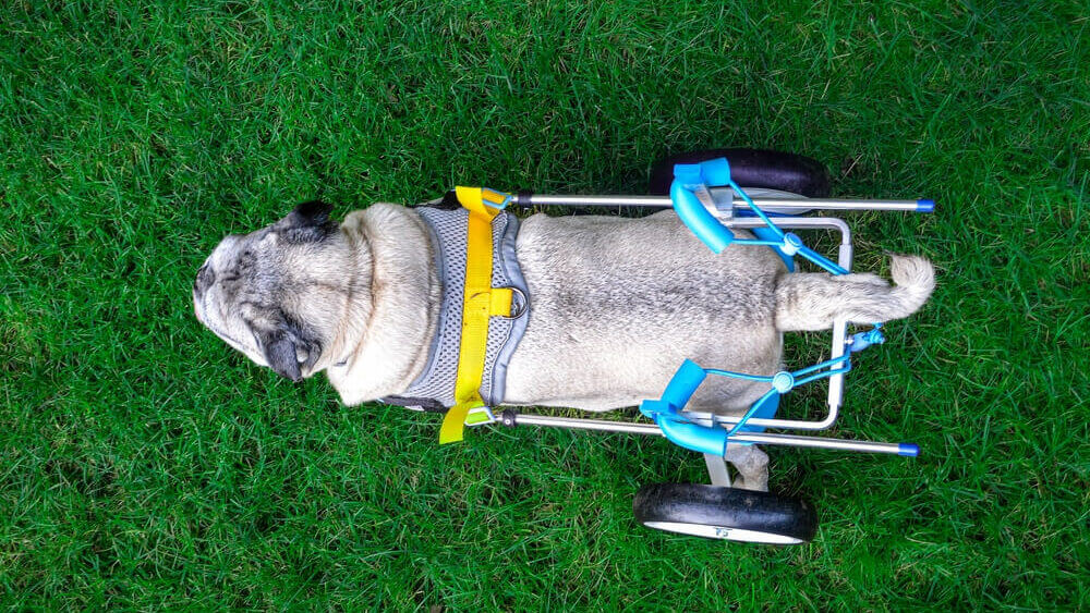 looking down at a pug dog in a wheelchair ivdd