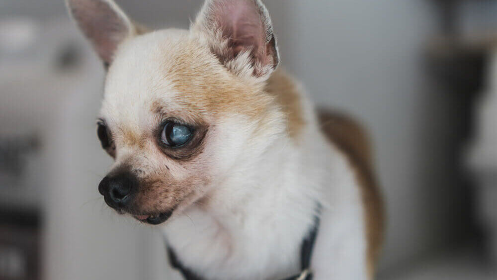 senior chihuahua dog with cataract glaucoma