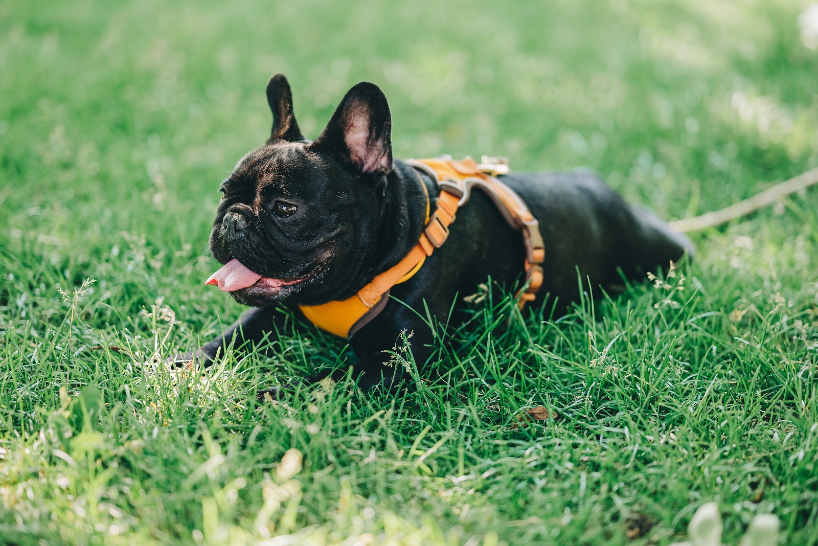 French Bulldog