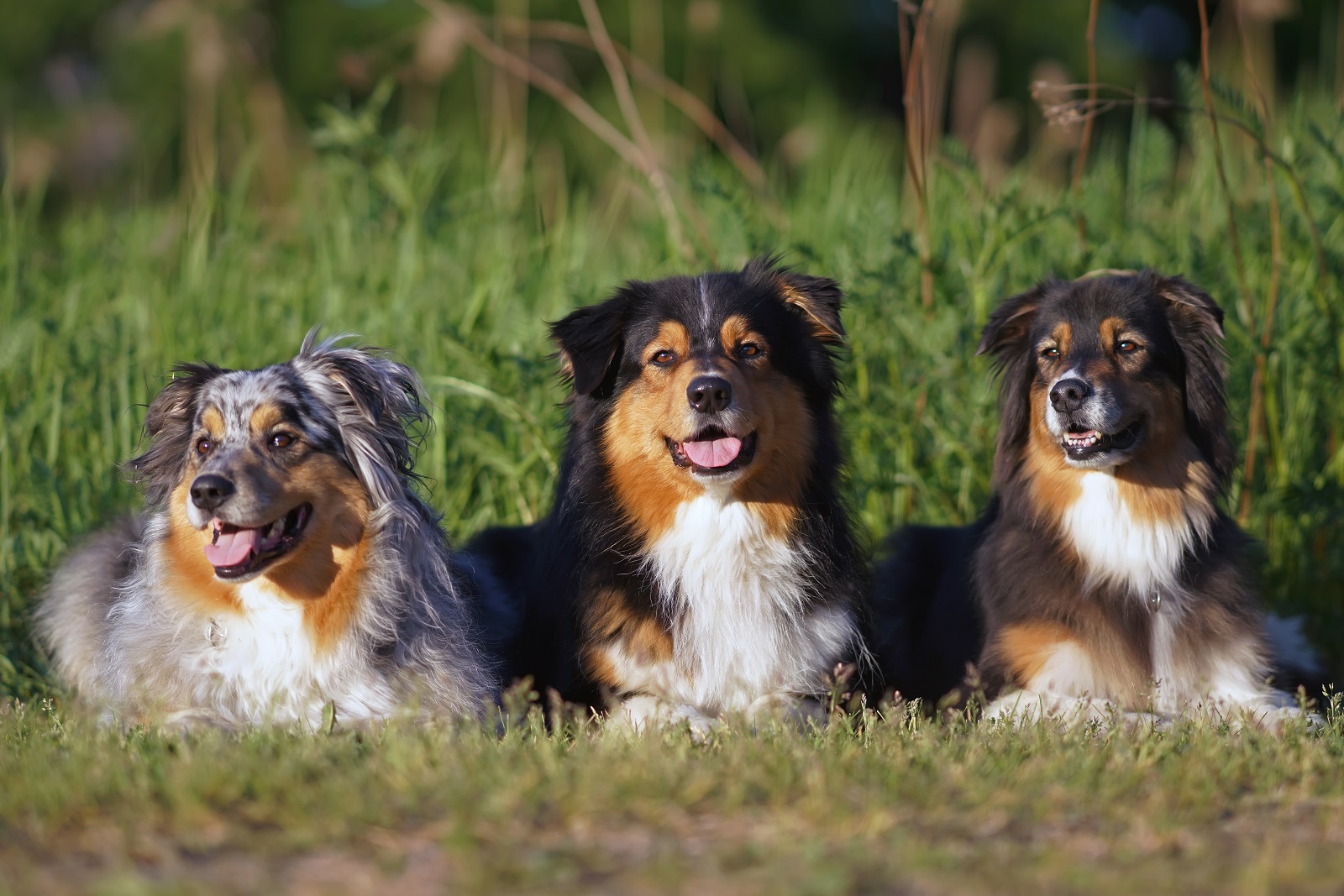 Australian Shepherd