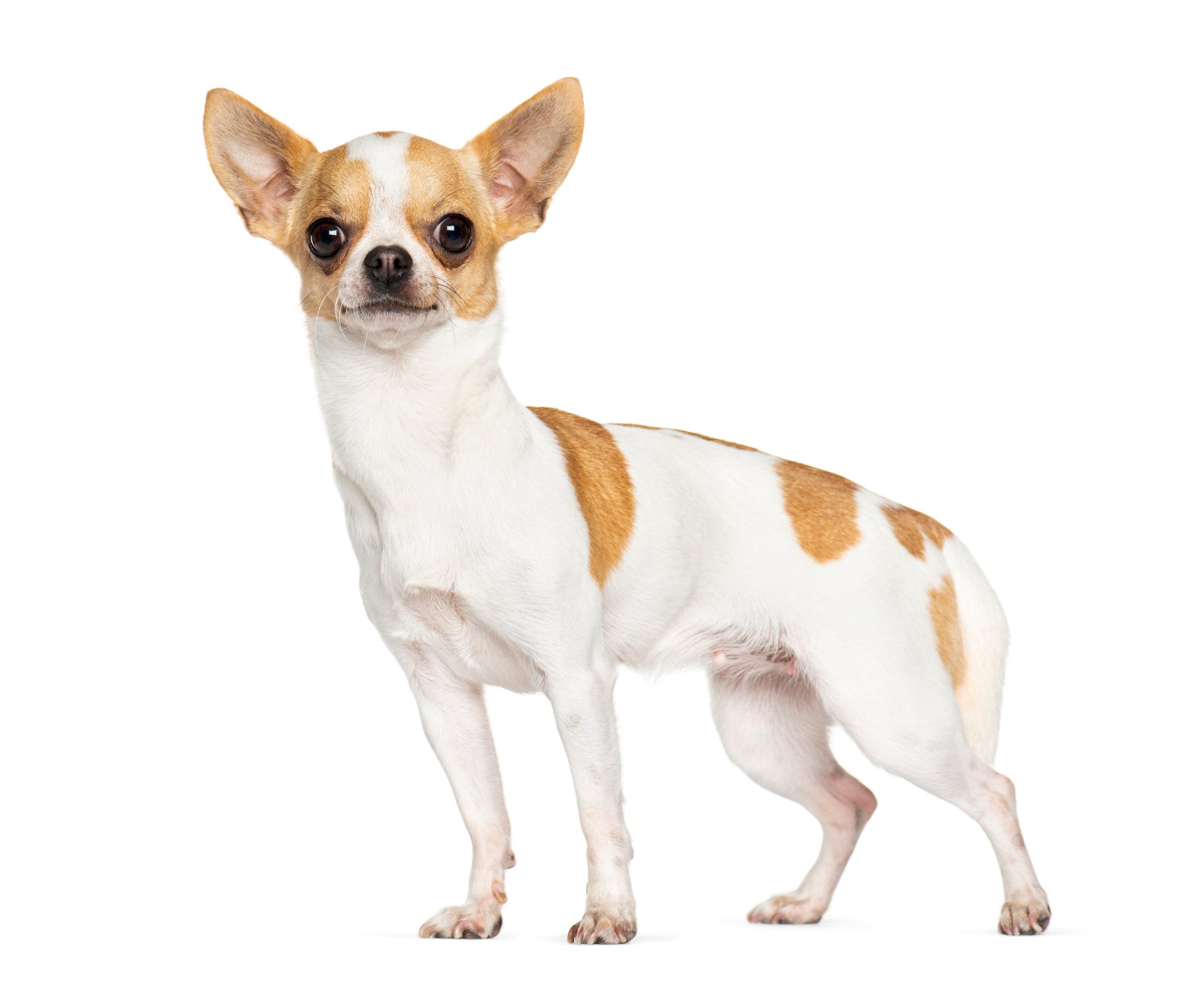 Chihuahua