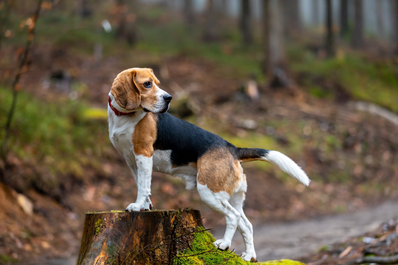 beagle