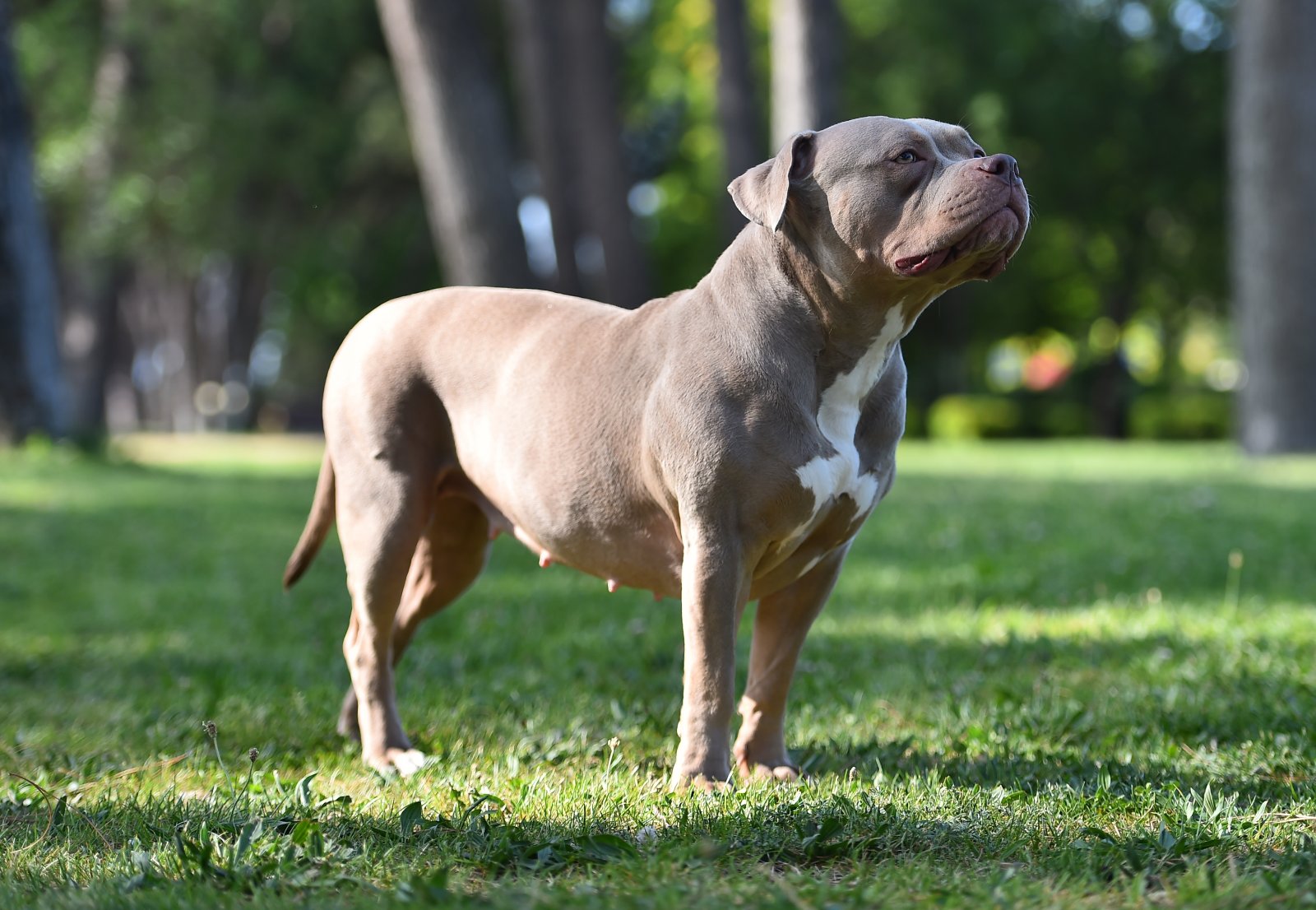 American Pit Bull Terrier