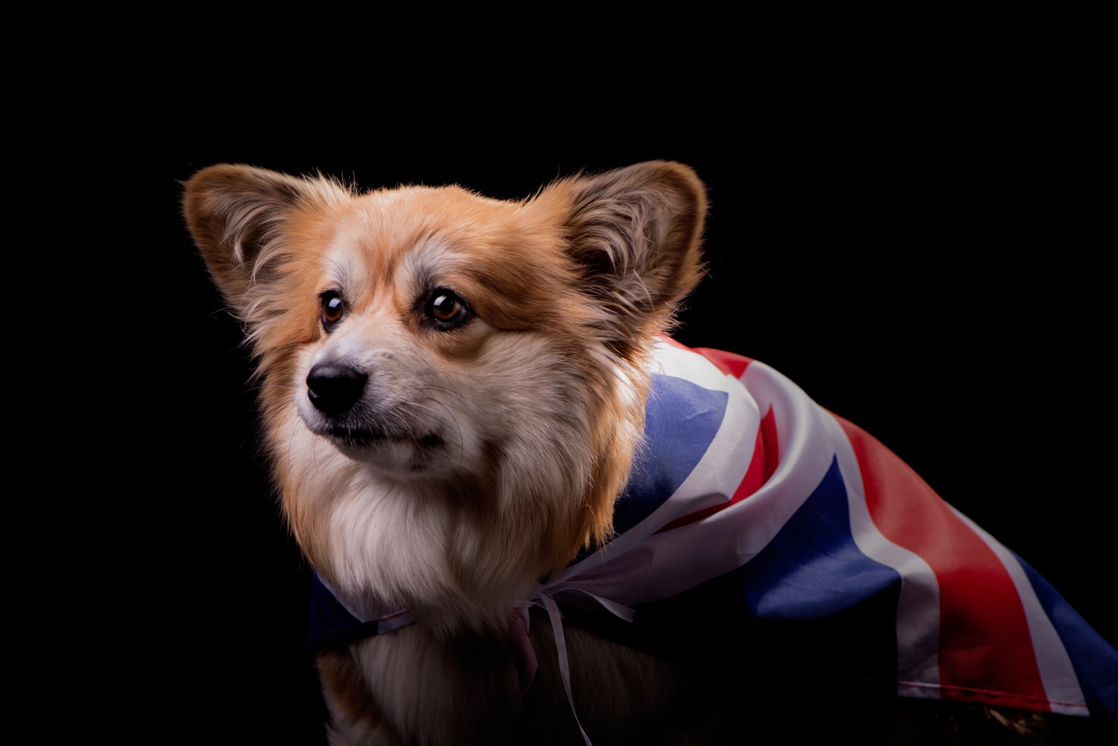 Paws Of Prestige: 18 Dog Breeds That Left Their Mark On The UK | Pets ...