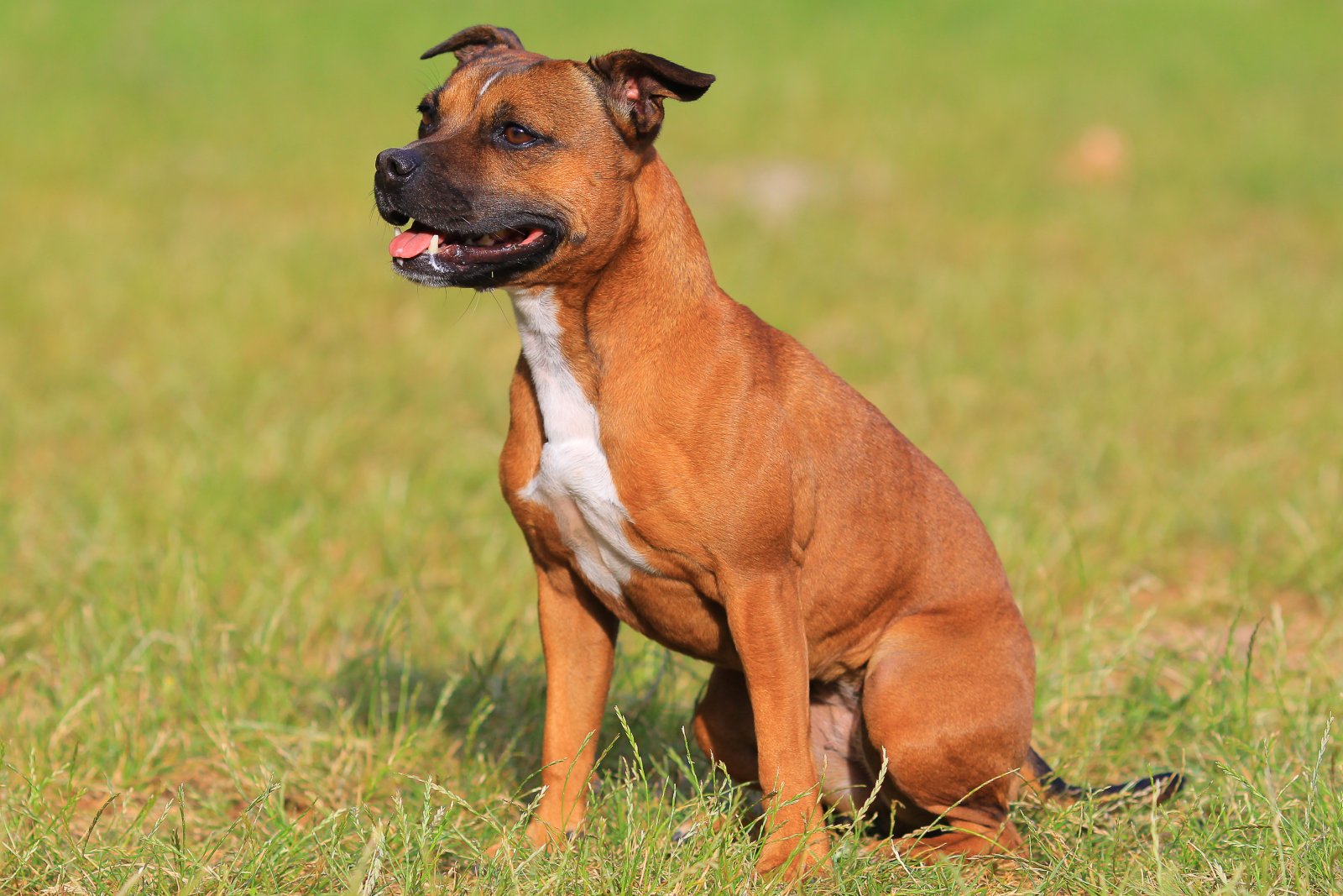 staffordshire terrier